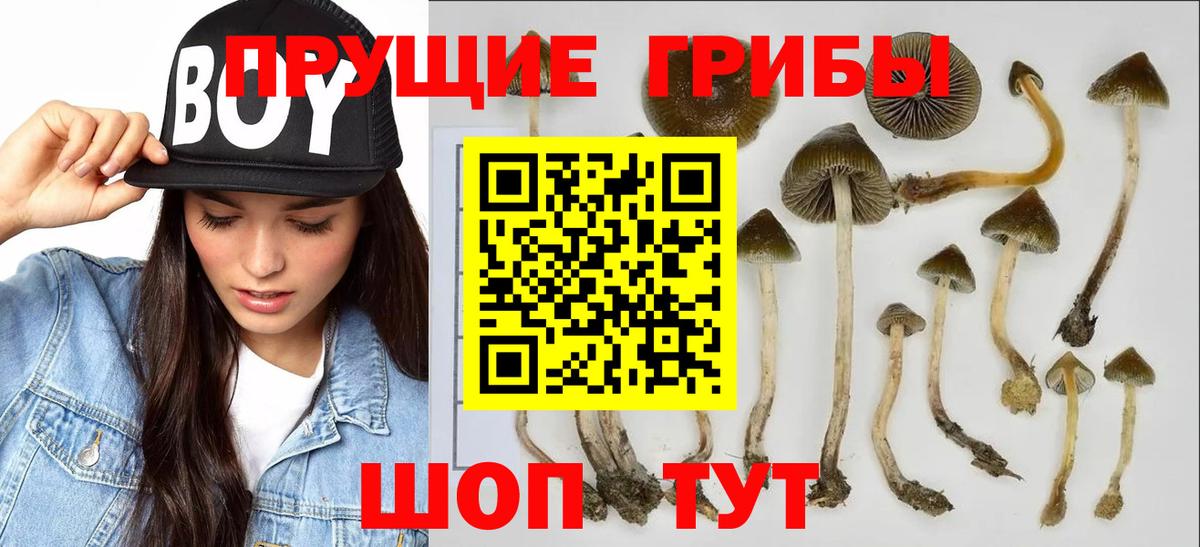 Галлюциногенные грибы Psilocybine cubensis Верхняя Пышма